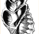 Coupe montrant, à l’intérieur d’un mollusque gastéropode, la columelle, axe central.
