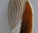Amoria ellioti (Sow, 1864) © Jan Delsing
