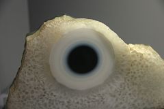Agate et quartz hyalin - L'œil bleu - Mnhn Collection R.Caillois - © Claude Hy