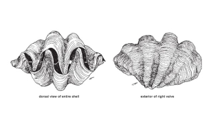 Tridacne gigas - Dessin de Poutiers, J.M., 1998