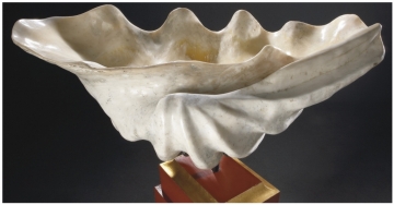 Valve Tridacna gigas fossile -15000ans -Timor