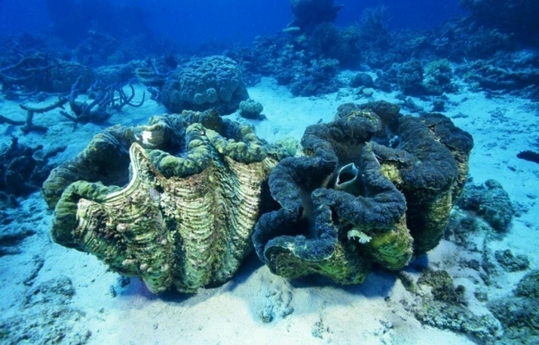 Tridacna Gigas  - Crédit Aquarium Barcelone