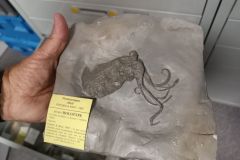 Holotype de Proteroctopus ribeti (Fisher and Riou,1982)