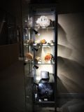 La vitrine d'exposition des bois fossiles.