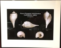 La planche ficus tricarinatus de Delphin, encadrée par le club OI..