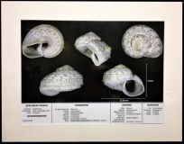 La planche Cirsochilus lamarckii de Delphin, encadrée par le club OI.