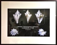La planche Athleta spinosus de Delphin, encadrée par le club OI.
