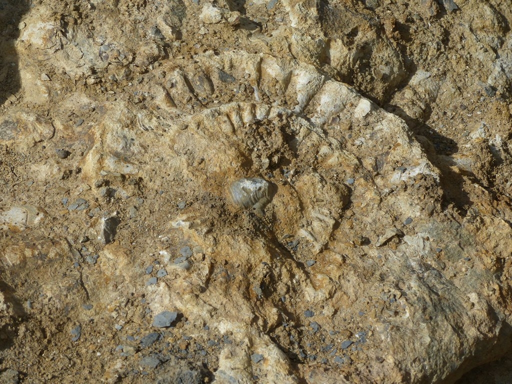 Aperçu sur des ...bouts d'ammonites