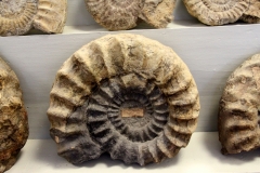 Ammonite