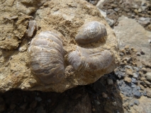 Gryphaea arcuata