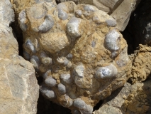 Gryphaea arcuata