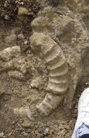 Aperçu sur des ...bouts d'ammonites