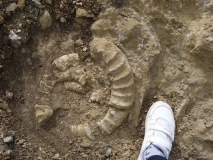 Aperçu sur des ...bouts d'ammonites