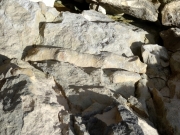 Spongiaire ramifié ou concrétions calcaires?