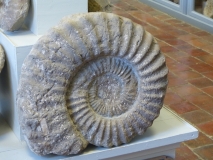 Ammonite