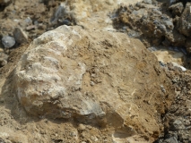 Aperçu sur des ...bouts d'ammonites