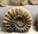 Ammonite