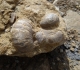 Gryphaea arcuata