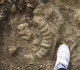 Aperçu sur des ...bouts d'ammonites