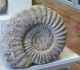 Ammonite