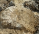 Aperçu sur des ...bouts d'ammonites