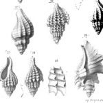  Description des animaux sans vertèbres découverts dans le bassin de Paris T2 Atlas (mollusques Céphalés, mollusques Céphalopodes), édition 1866. Extrait pl. 87